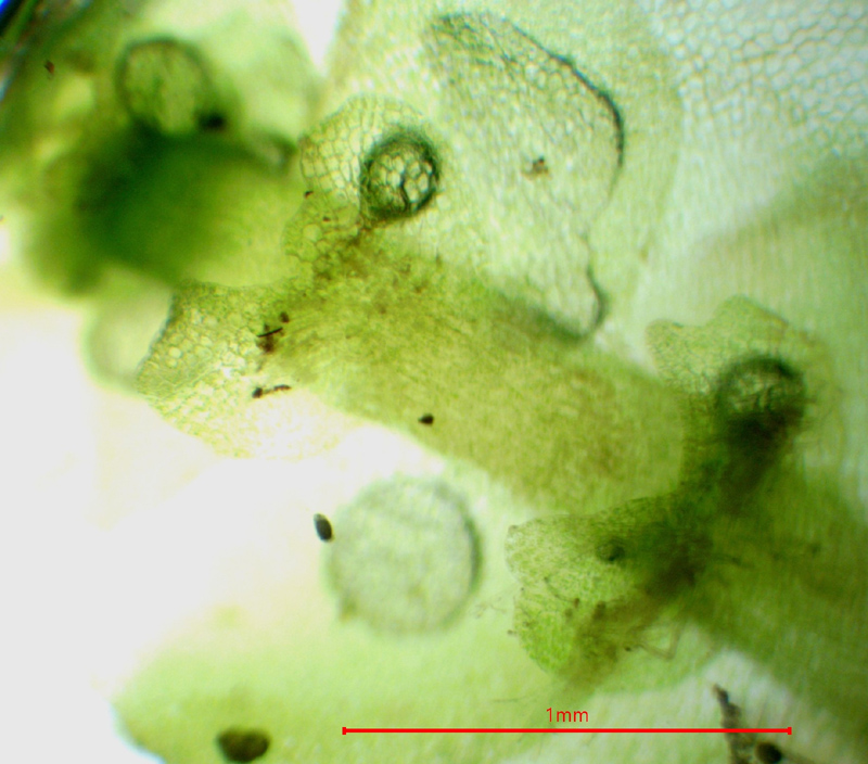 Calypogeia neogaea